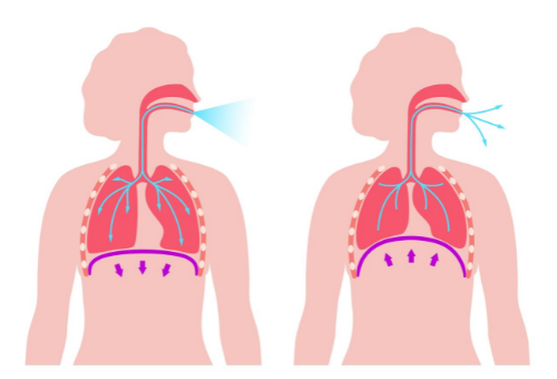 Illustration of a cross section of lungs breathing in then breathing out.